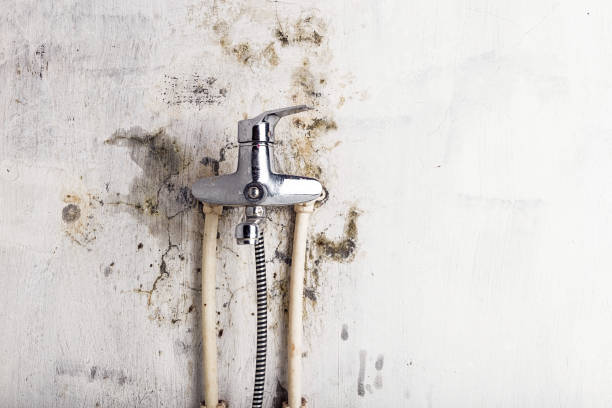 Best Local Mold Removal Service  in San Leandro, CA