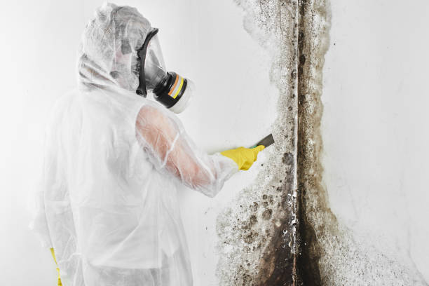 Best Mold Removal Near Me  in San Leandro, CA