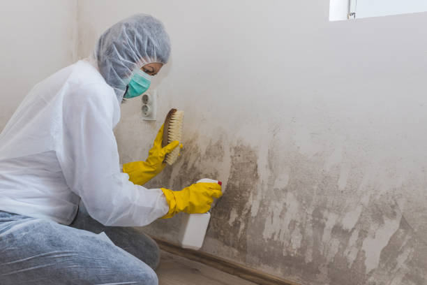 Best Black Mold Removal  in San Leandro, CA