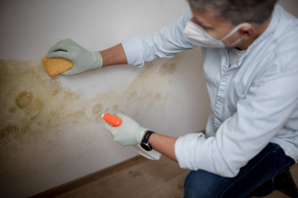 Best Mold Removal Company Near Me  in San Leandro, CA