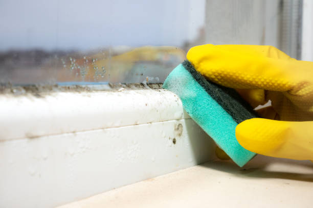 Best Mold Testing  in San Leandro, CA