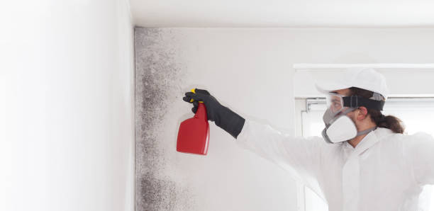 Best Emergency Mold Removal  in San Leandro, CA