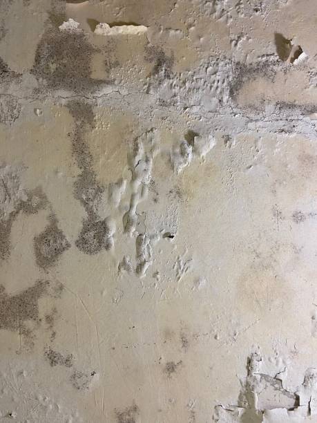 Best Toxic Mold Removal  in San Leandro, CA
