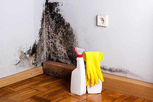 Best Crawl Space Mold Removal  in San Leandro, CA
